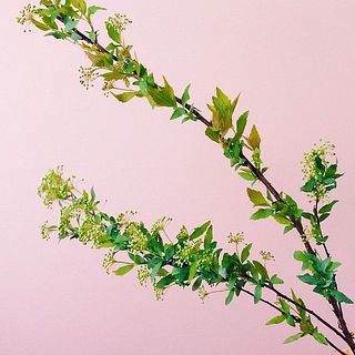 コデマリの新芽は配送の気温差(冬場の輸送)で変色してしまうこともございます。気になる際は摘み取ってあげましょう。