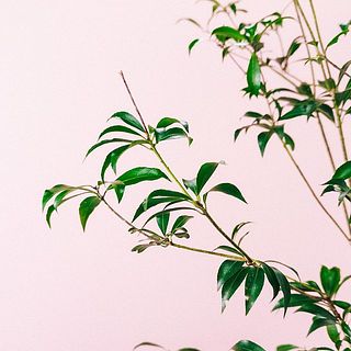 落葉してしまった枝がある事もございます。気になる場合は切り取ってあげましょう。