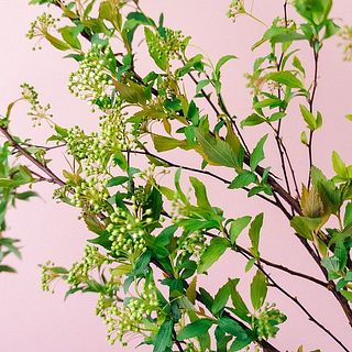花のつきには個体差がございます。