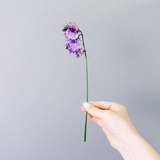 スイーピーは少々短めです。20cm-30cmになります。