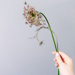 レースフラワーダウカスは水が下がりやすいです。