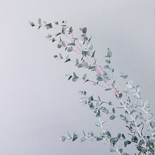 ユーカリの新芽は変色しやすいです。