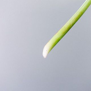 切り口がタコ足のように広がる事がございます。気になる場合はセロテープで巻いたり、切り戻しをしましょう。