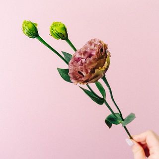 トルコキキョウ