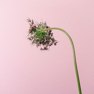 レースフラワーはしっかり紙で包んで水あげをしましょう。