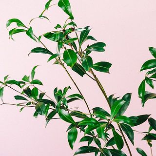 自然の風合いを楽しむ枝です。少々、傷や葉の変色はご理解ください。