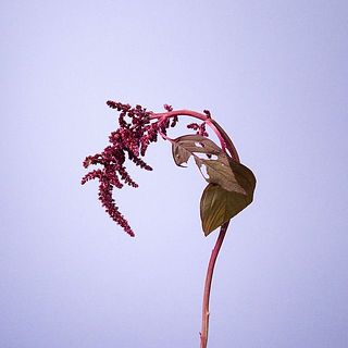 アマランサス「ベルベットカーテン」しなやかな花姿が魅力です