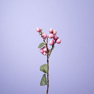 シンフォリカルポスは実が落ちやすいためやさしく扱って