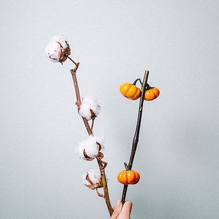 スプレー咲きは花付きに個体差があります。ご了承ください