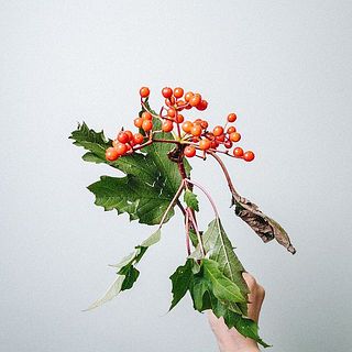 露地で栽培される枝実の葉は、汚れていたり傷がついていることも。気になる場合はやさしく取り除きましょう