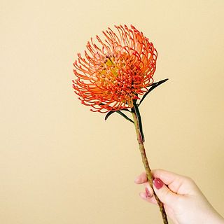 ピンクッションの葉は変色しやすいです。ご了承ください。
