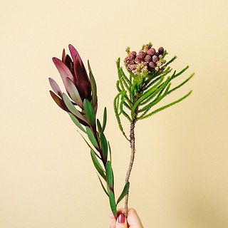 ワイルドフラワーの花や葉には個体差がございます。