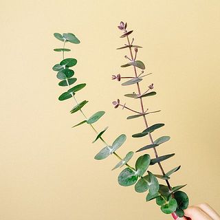 ユーカリの新芽は変色しやすい特性がございます。