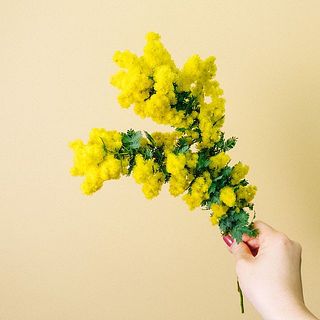 ミモザの花は個体差がございます。また、花の特性として大変乾燥しやすいです。お届けの際に少々乾燥や変色した状態になってしまうことも。ご了承ください。