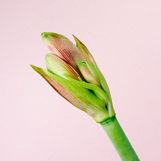アマリリス「アップルブロッサム」咲くまでお楽しみに！