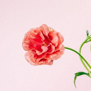 ラナンキュラス ラックス「ムーサ 」