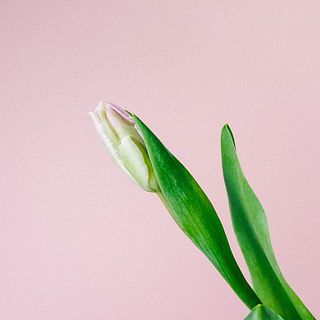 チューリップ「恋心」
