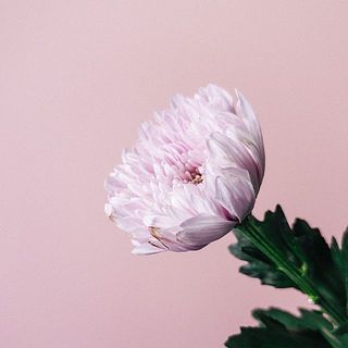 花弁変色例