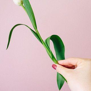 チューリップの下葉の処理は加工の都合により行っておりません。その為お届けの際に多少のダレが見受けられますので、下葉をとり水あげをしっかりと行ってください。
