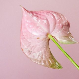 アンスリウムの花には多少の傷や汚れがある事もございます。ご了承ください。
