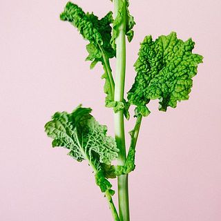 菜の花の下葉の処理はしておりません。届きましたらしっかりと処理をして水あげを行ってください。