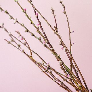桃はしっかりと水あげをしないと花の変色の原因になります。