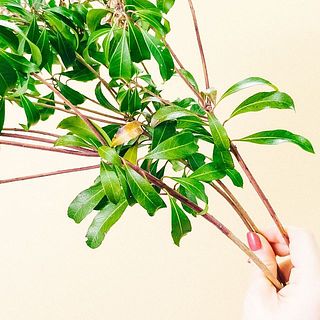 アセビの葉は変色がございます。