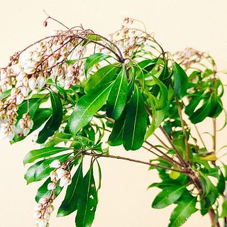 葉には虫食いがあることがございます。