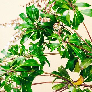 アセビの花は変色しやすいです。短い期間花は楽しめます。終わりました摘み取ってあげましょう。