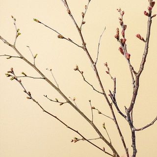 桜の蕾には個体差がございます