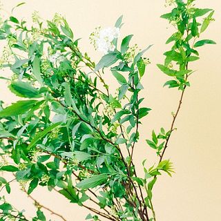 コデマリの花は輸送中の温度差で開花してしまうことも。ご了承ください。