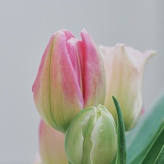 濃淡さまざまなピンク、さまざまな形のチューリップが楽しめます。