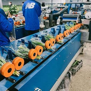 国内では珍しいオランダ式の最新設備を導入。ひとつひとつ丁寧にチェックされたチューリップだけが、あなたの元に届きます。
