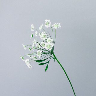 レースフラワー