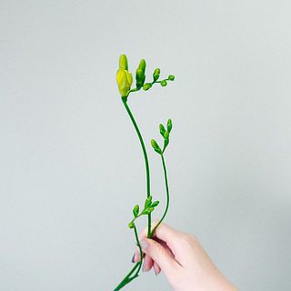 フリージアは蕾の状態のものもあります。