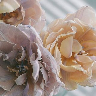 色の染まり方には個体差があります（※写真はセピアではなくラベンダーの染めチューリップです）。