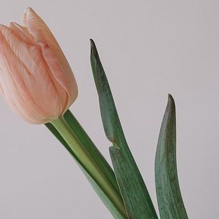 葉の先端が染料で染まっている場合があります。気になる場合は、やさしく剥くように葉を取り除いてください。