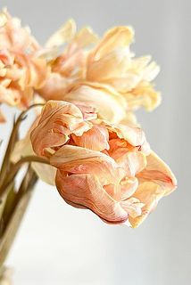 ドライになった花びらはまるでシルクのような繊細な質感に。