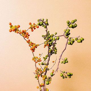 ツルウメモドキの枝ぶりや殻のはじけ具合には個体差があります。ご了承ください。