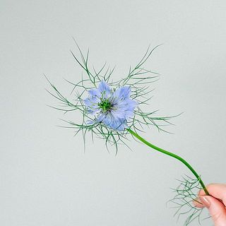 ニゲラの花言葉は「未来」「不屈の精神」「ひそかな喜び」「深い愛」など。