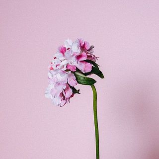 おじぎをしたような姿が愛らしいスカビオサ。首が下がっているように見えますが、品質には問題ないのでご安心を。