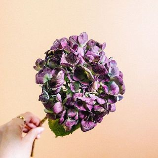 紫陽花はガクが茶色くなっていることも