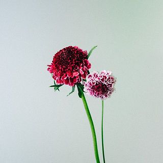 スカビオサの花の大きさには個体差がございます。