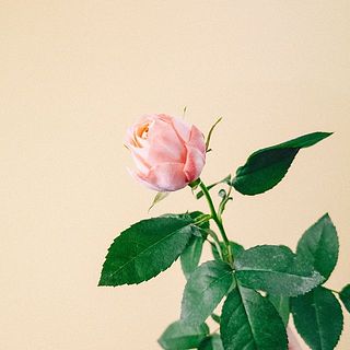 希少なバラ「ラ・シャンス」