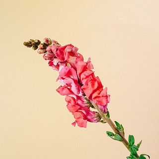 スナップ「メリーランドフラミンゴ」