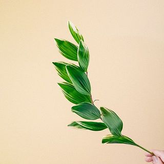 ナルコラン