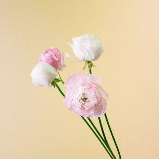 ラナンキュラスの色味には個体差があります。