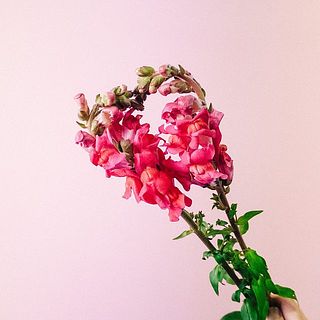 ハートの形で飾ってみて❤️
