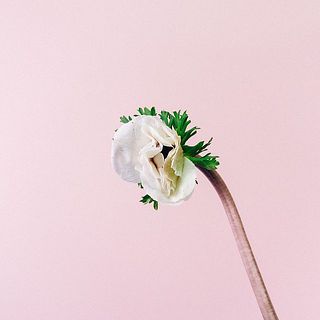 ガクの部分は繊細です。配送中に傷ついてしまうこともございます。ご了承ください。
