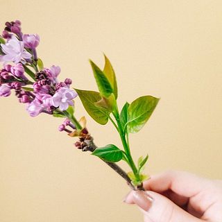 脇芽から葉っぱが伸びているものもあります😍